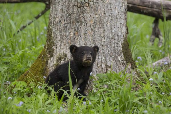 TN, Great Smoky Mts Black bear cub next to tree